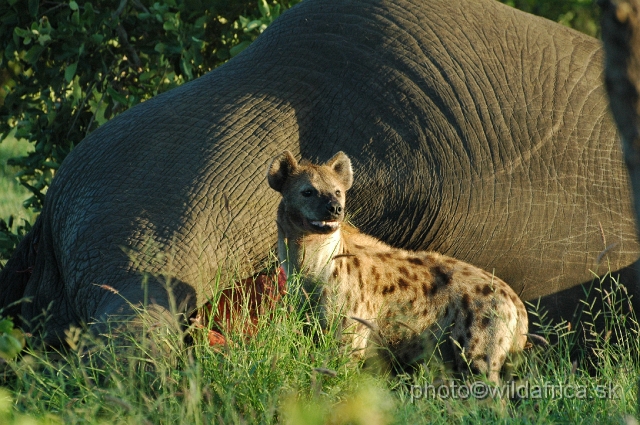 puku rsa 044.jpg - Spotted Hyena (Crocuta crocuta) with Big Tusker Alexander's carcass, close to Mopani, few metres from the road, February 2009